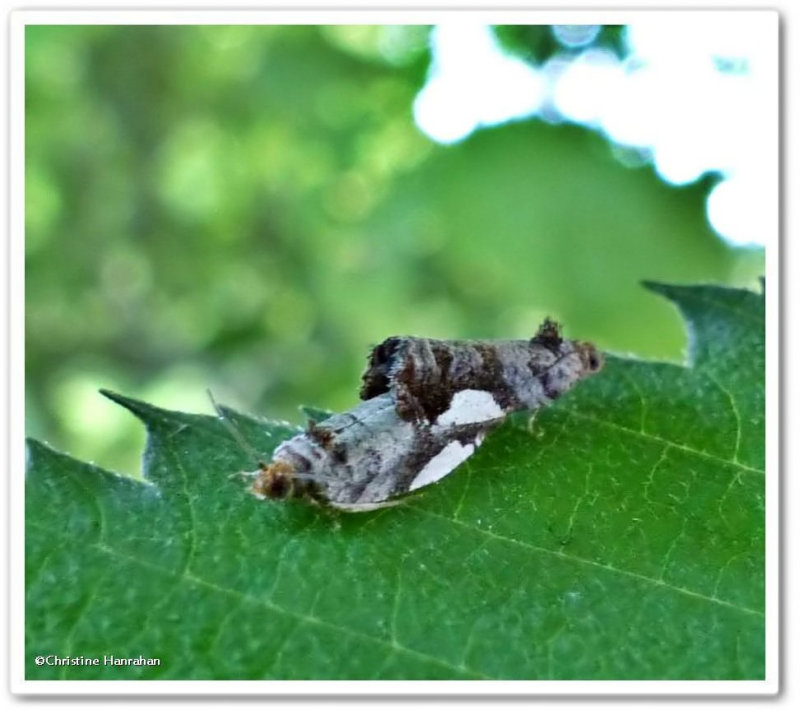 White-spotted hedya moths (Hedya chionosema), #2863