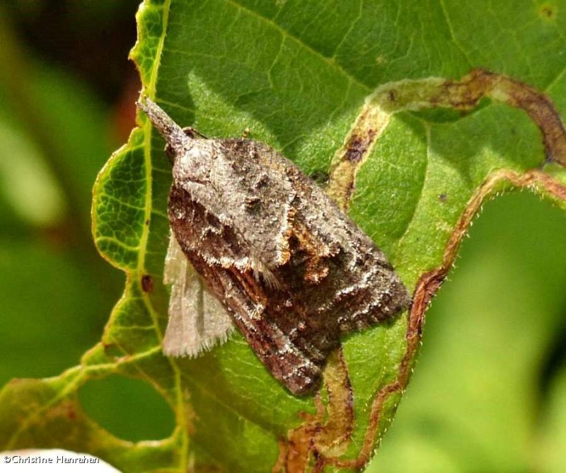 Tufted apple bud moth  (Platynota idaeusalis), #3740