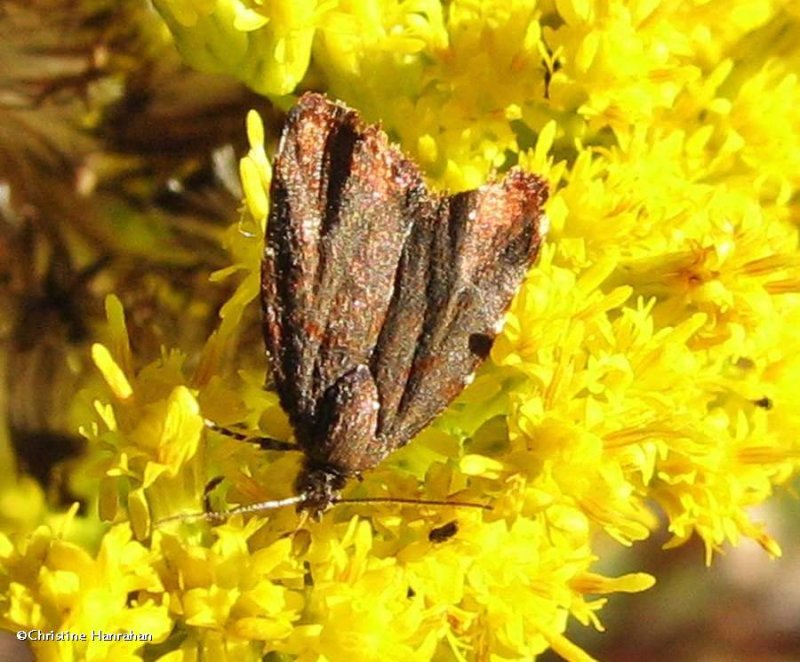 Apple-leaf skeletonizer moth (Choreutis pariana), #2650 