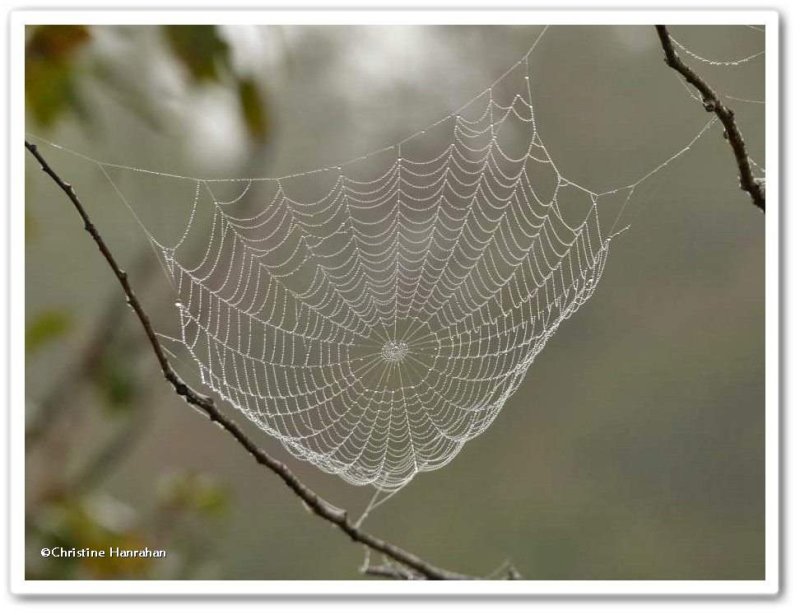 Orb weaver web