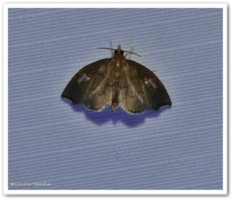 Titian peale's crambid  moth (Perispasta caeculalis), #4951