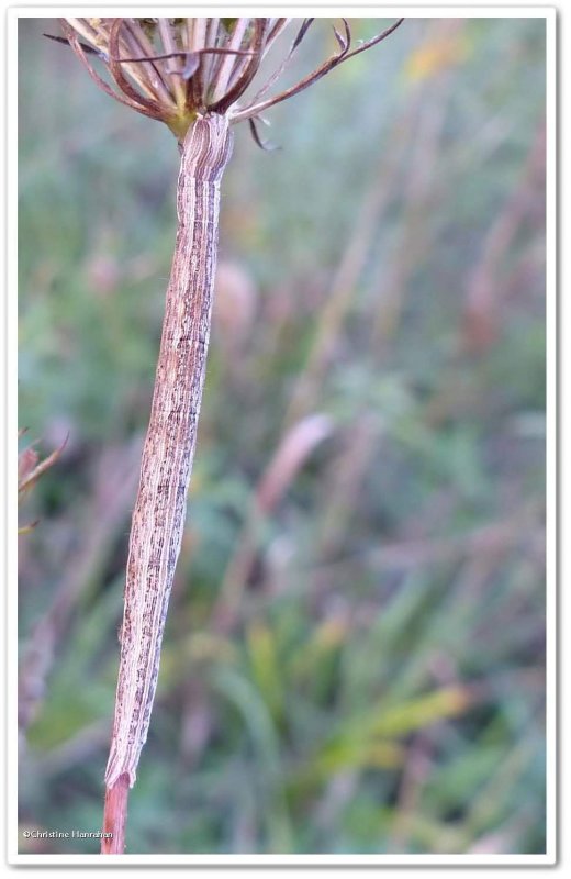 Moth caterpillar, Xanthotype sp. ?