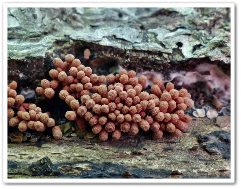 Slime mould (Arcyria)