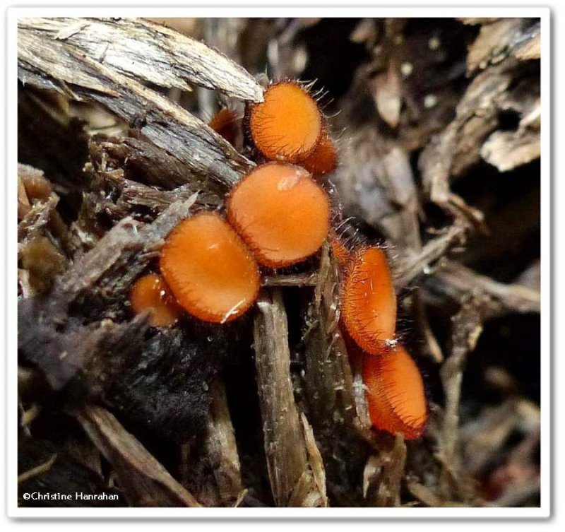 Eyelash fungus (Scutellinia)