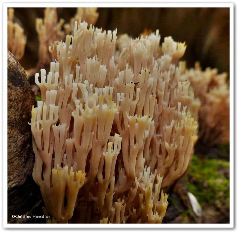 Coral fungi (Ramaria sp.)