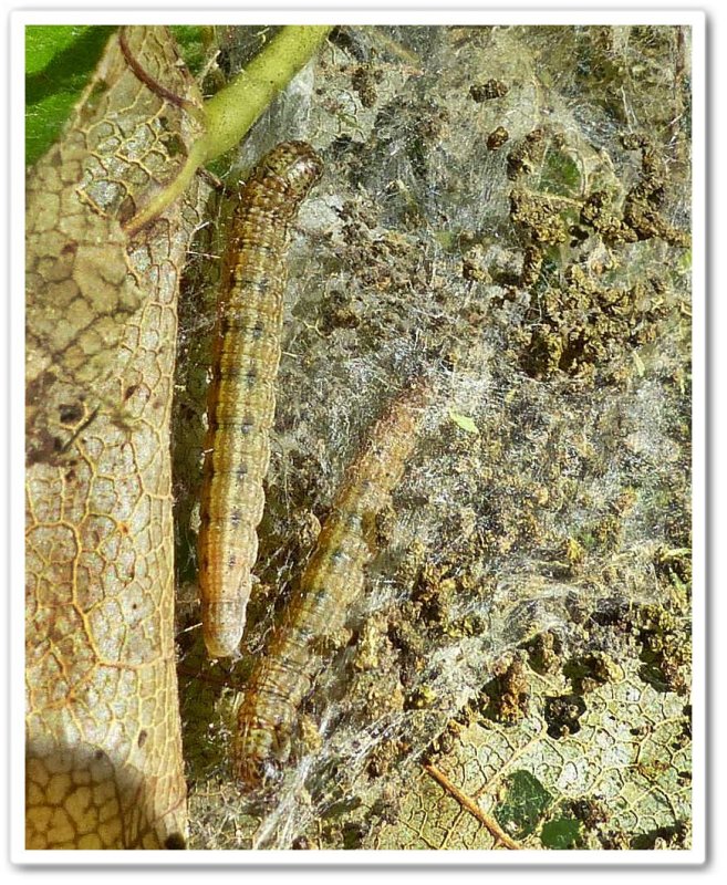 Moth caterpillar (Pococera sp.)