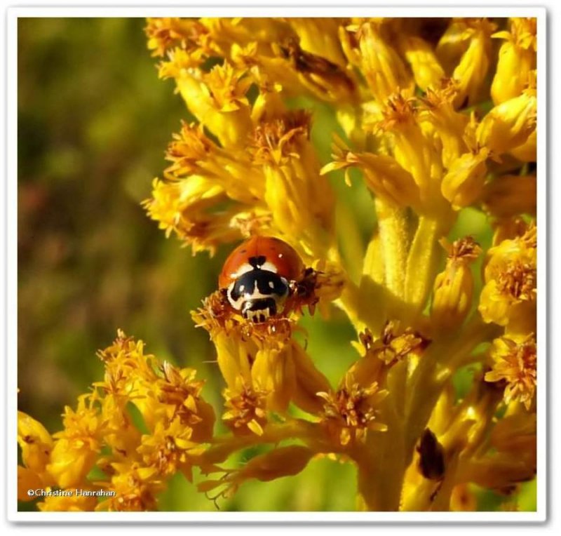 Variegated ladybeetle (Hippodamia variegata)