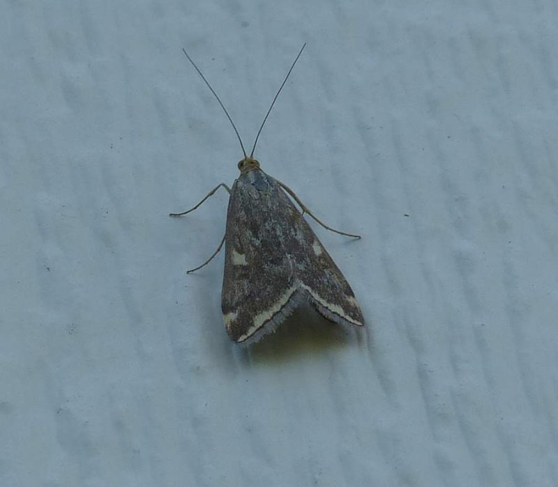 Beet webworm moth (Loxostege sticticalis), #5004 