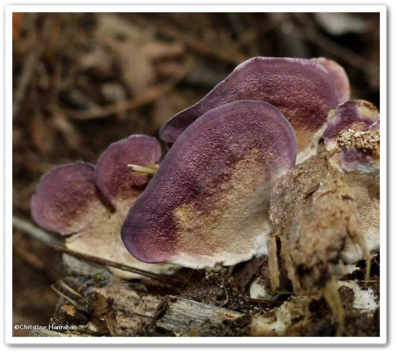 Purple-toothed polypore (Trichaptum biforme)