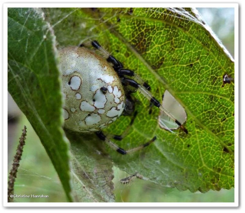Shamrock orb weaver, female  (Araneus trifolium)
