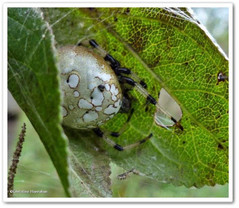 Shamrock orb weaver, female (Araneus trifolium)