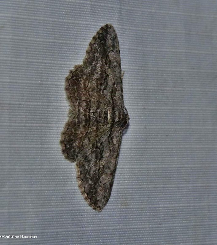 Common gray moth  (Anavitrinella pampinaria), #6590