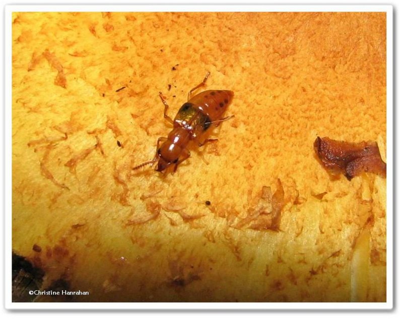 Rove beetle (Oxyporus lateralis)
