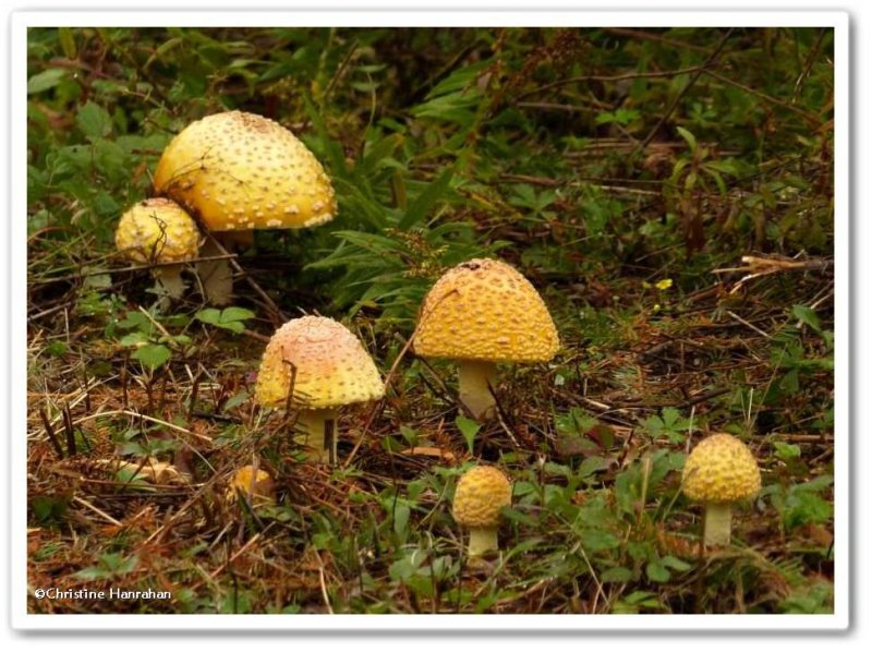 Mushrooms (Amanita muscaria)