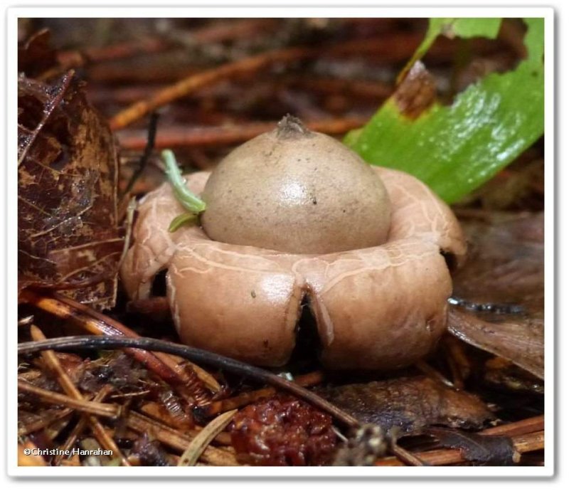 Earth star fungus  (Geastrum)