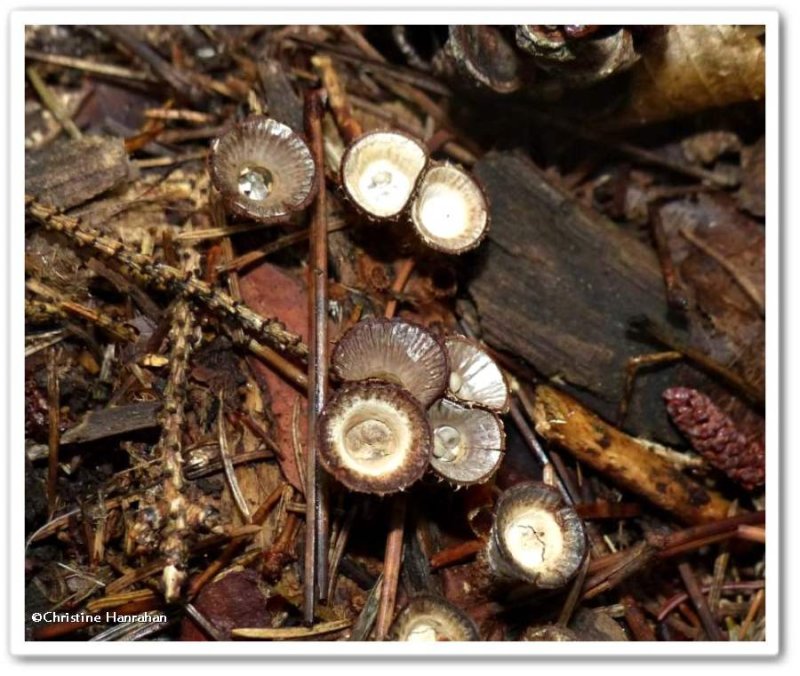 Bird's nest fungi (Cyathus)