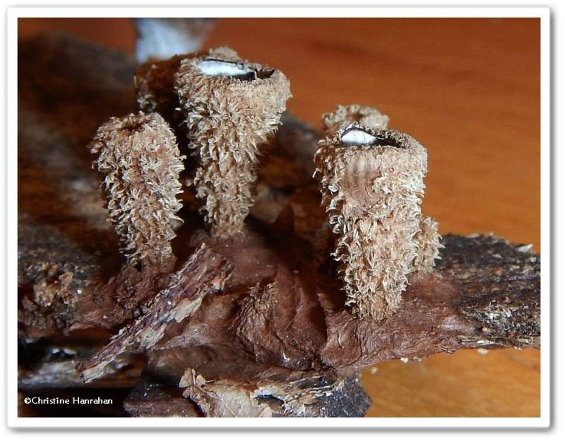 Bird's nest fungi (Cyathus)