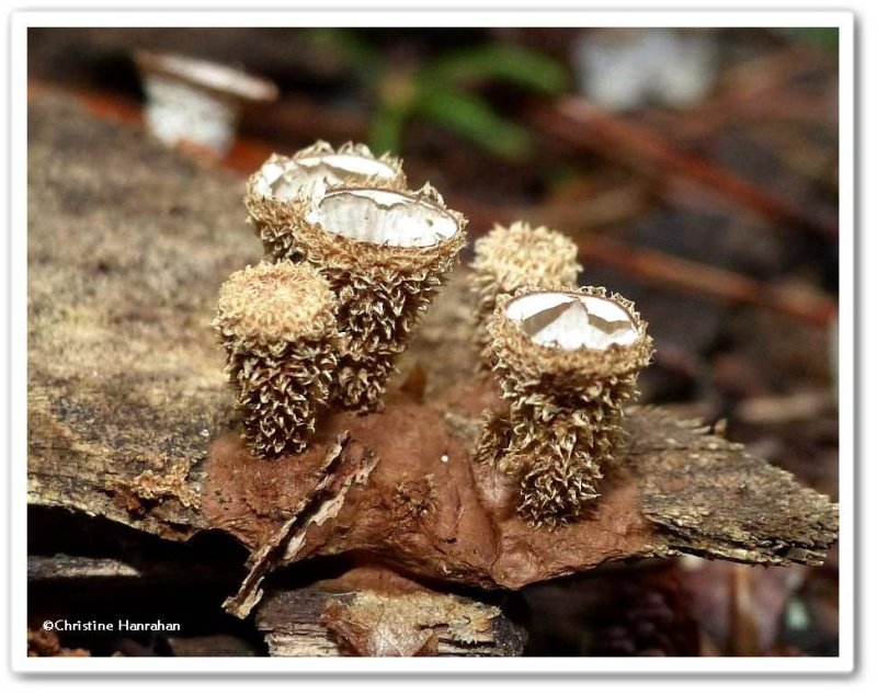 Bird's nest fungi (Cyathus)