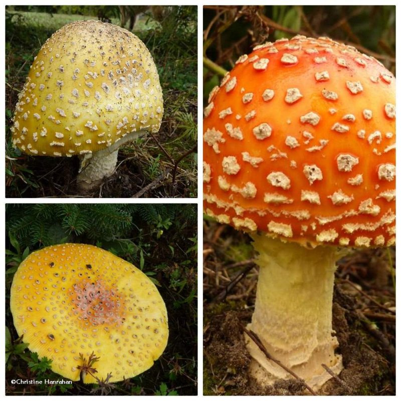 Mushrooms (Amanita muscaria)