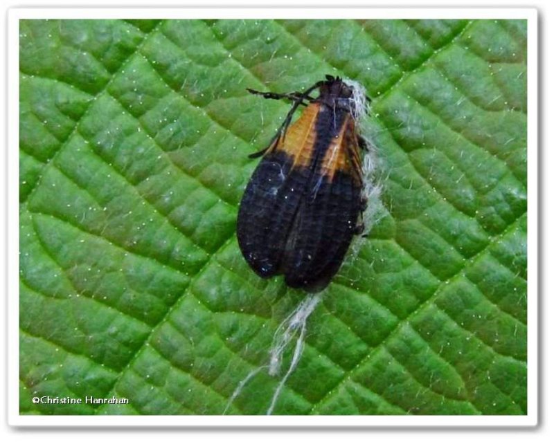 Net-winged beetle (Caenia dimidiata)