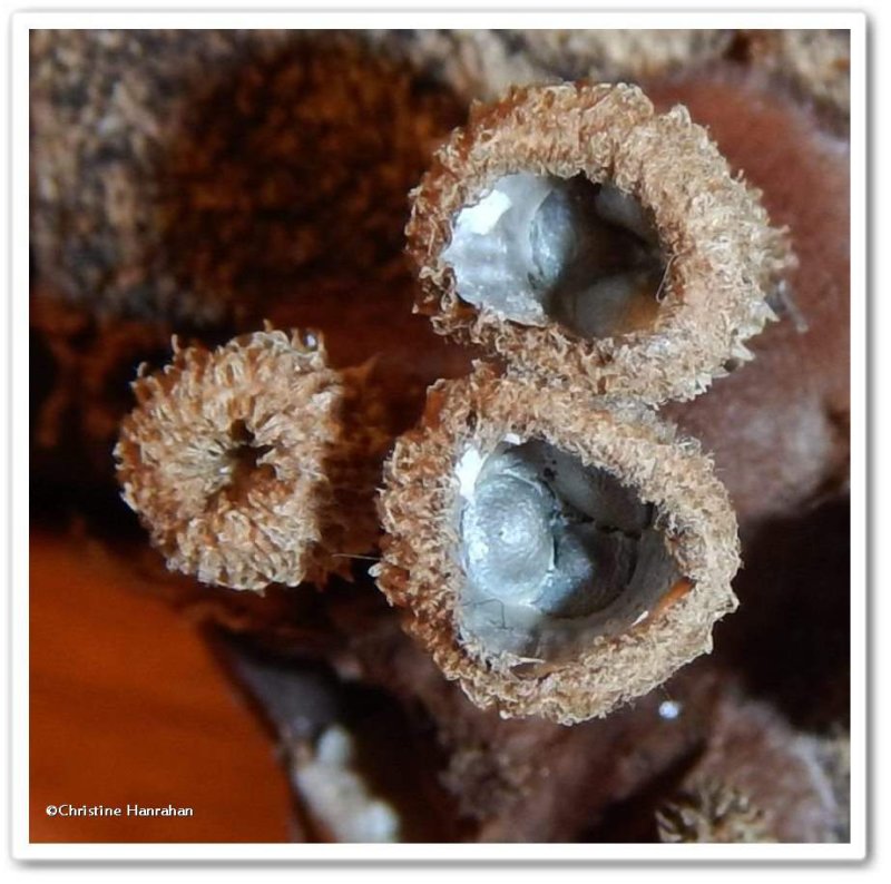 Bird's nest fungi (Cyathus)