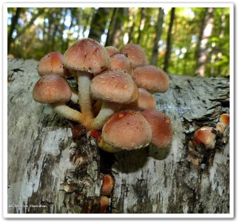 Mushrooms on birch log  (Hypholoma lateritium)