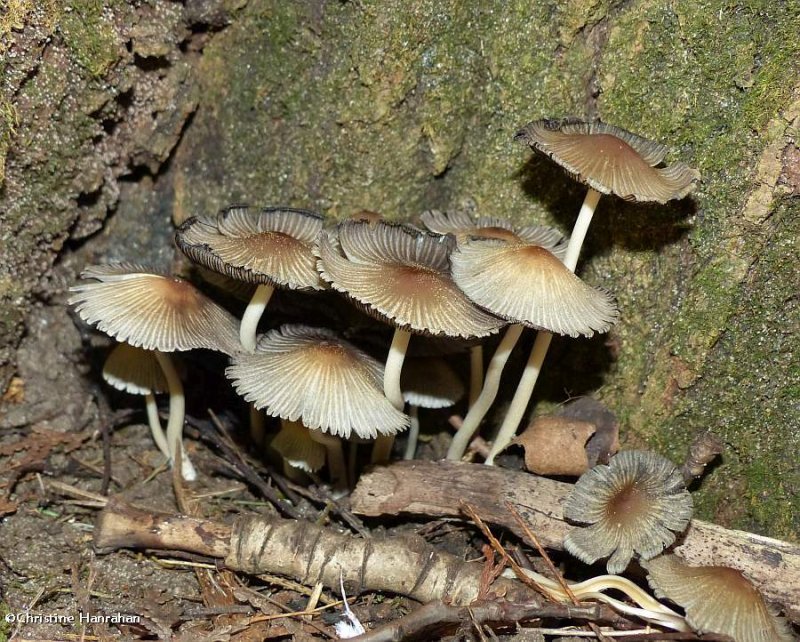 Mushrooms (Coprinus)?