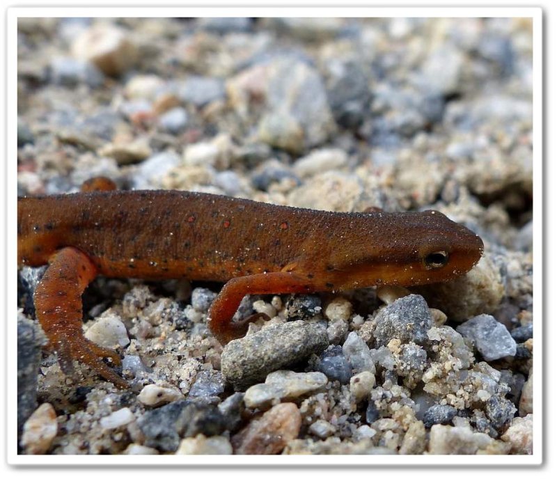Red-spotted newt (Notophthalmus viridescens)