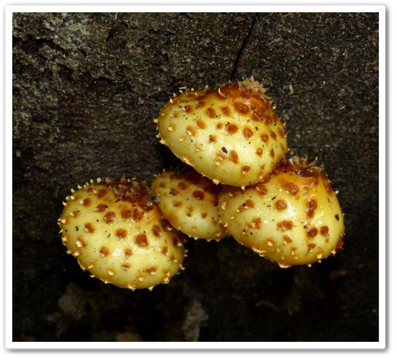 Mushrooms (Pholiota)