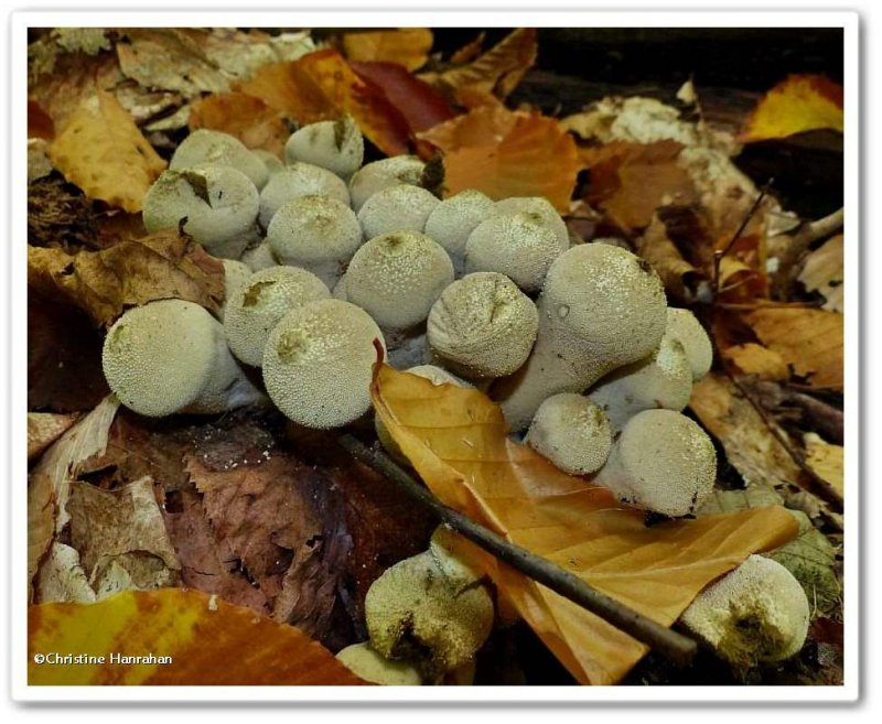 Puffballs (Lycoperdon)