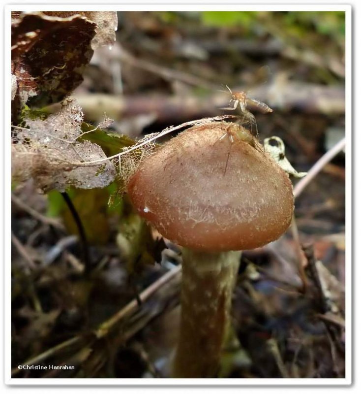 Mushrooom and fungus gnats