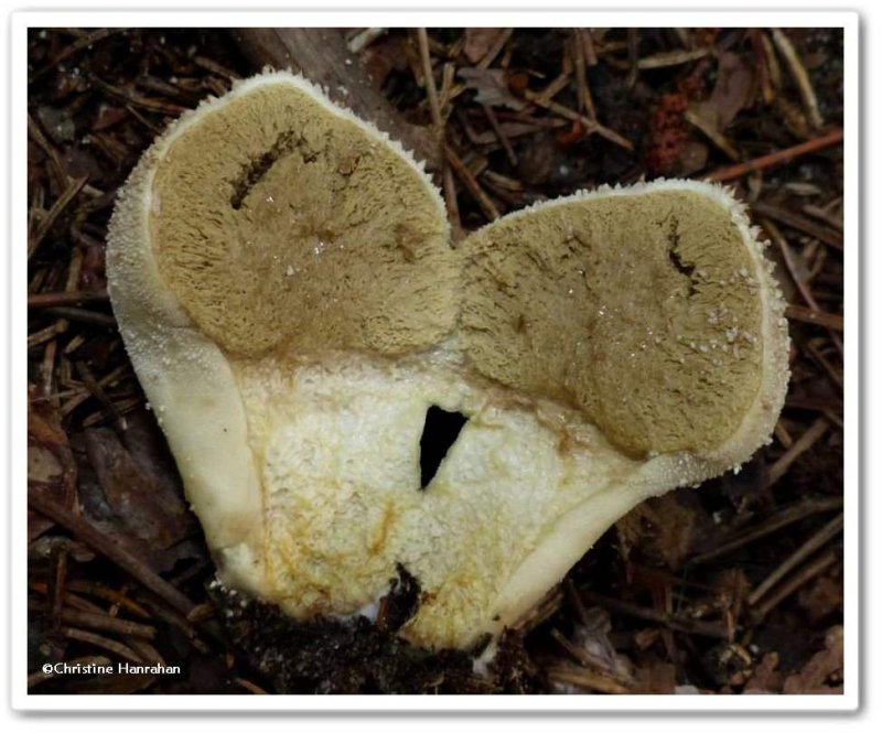 Puffball (Lycoperdon perlatum)