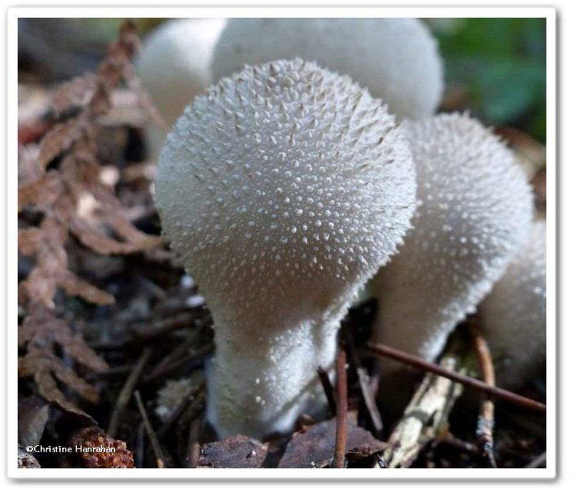 Puffball (Lycoperdon perlatum)