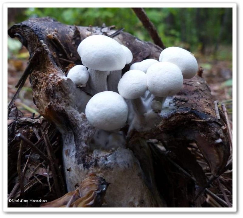 Mushrooms (Asterophora lycoperdoides)