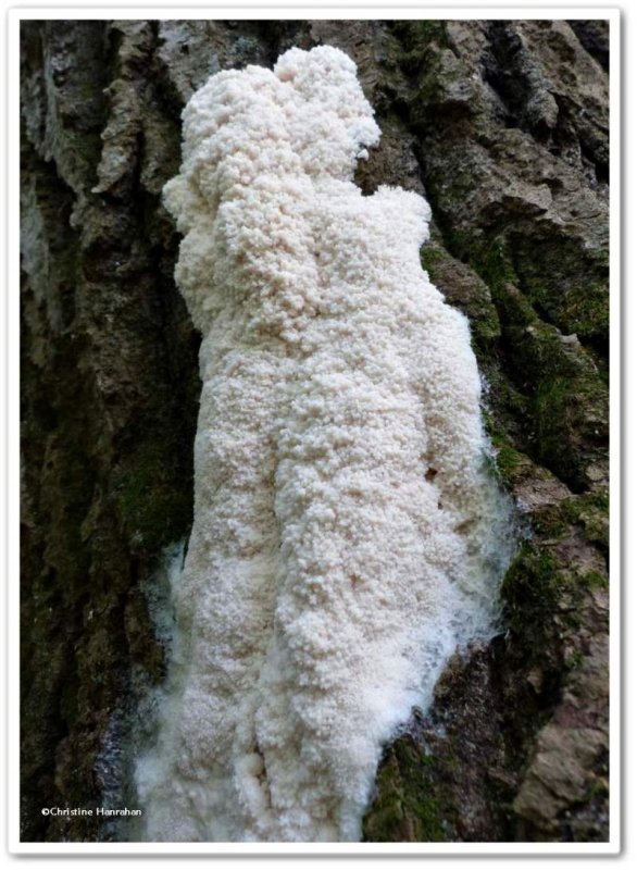 Tapioca slime mold (Brefeldia)