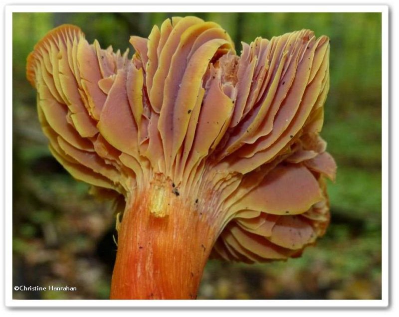 Mushroom gills