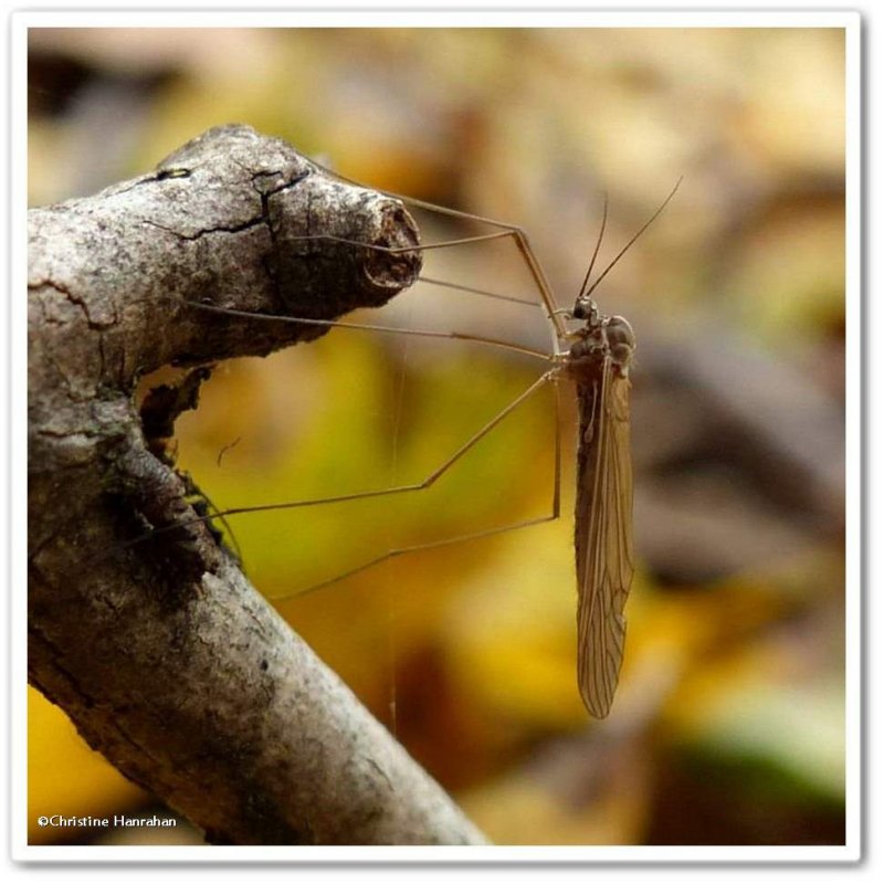 Winter crane fly (Trichocera) ?