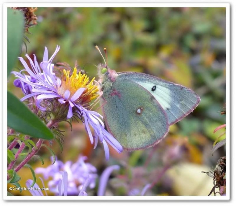 Clouded sulphur butterfly  (Colias philodice)