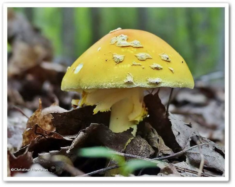 Mushroom (Amanita muscaria)