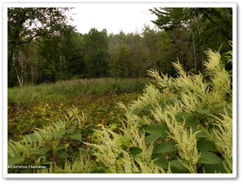 False bamboo (Fallopia)