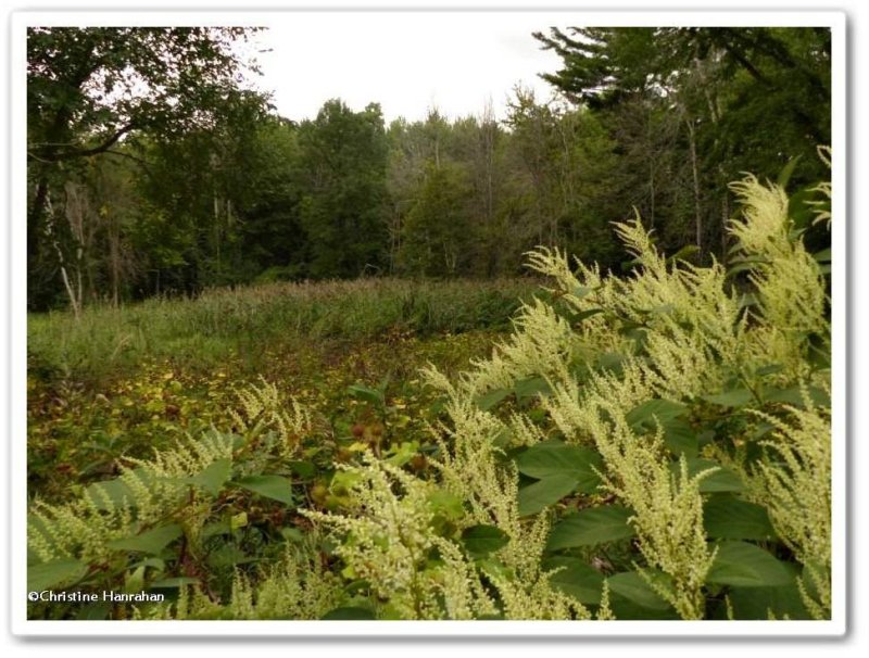 False bamboo  (Fallopia)