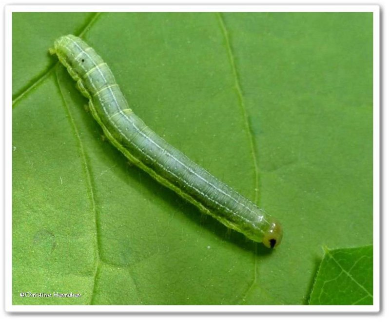 Veiled ear moth caterpillar (Loscopia velata), #9454