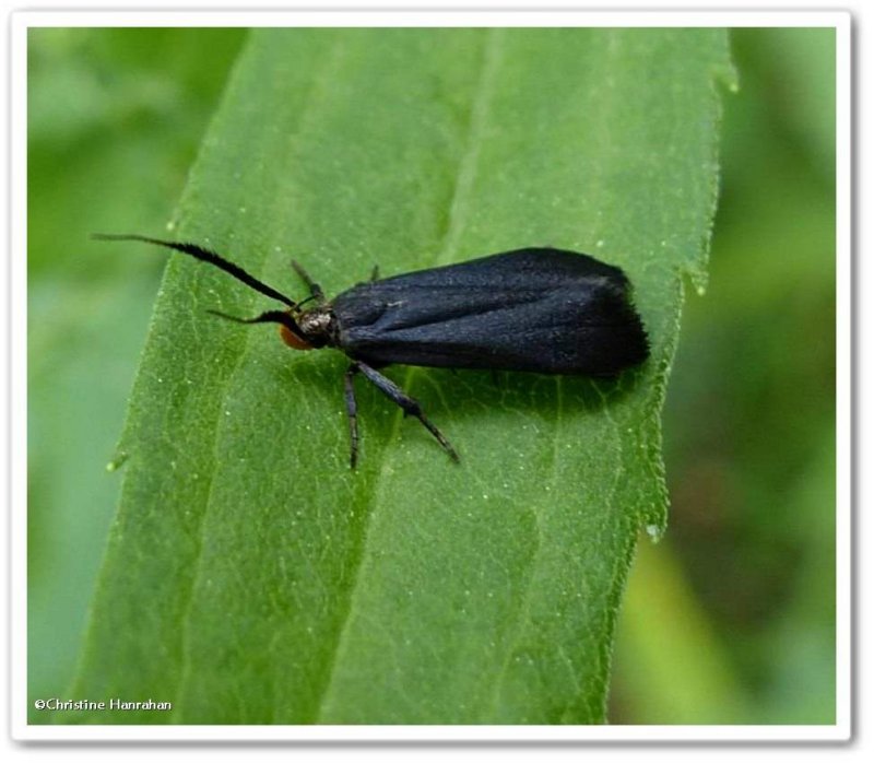 Moth (Dichomeris nonstrigella), #2307