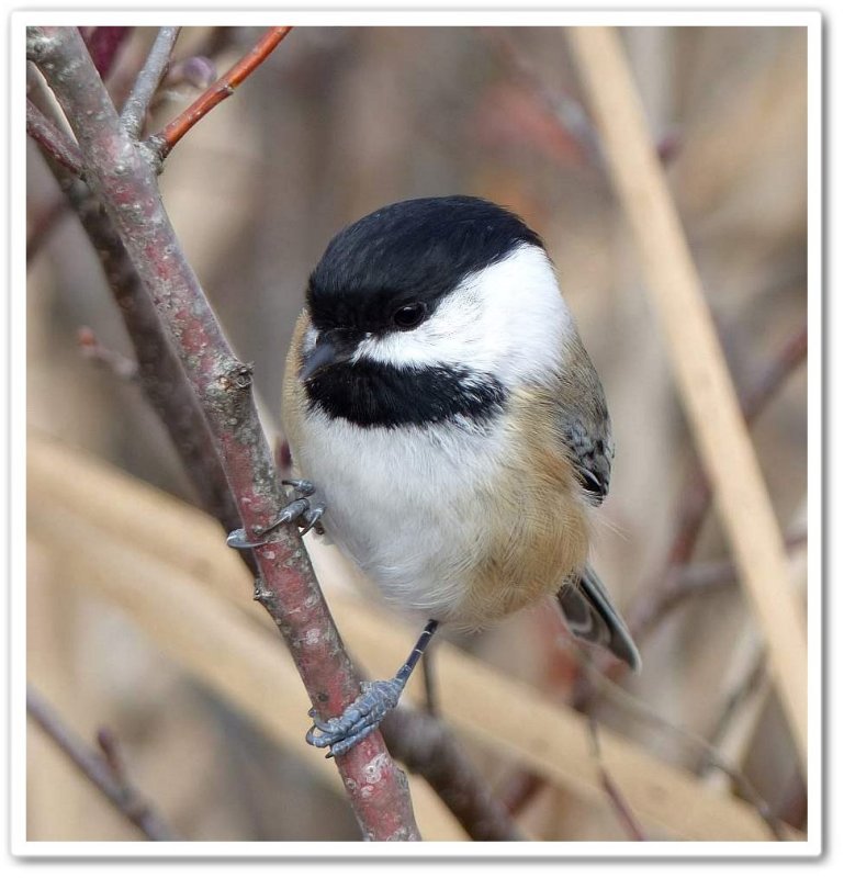 Black-capped chickadee
