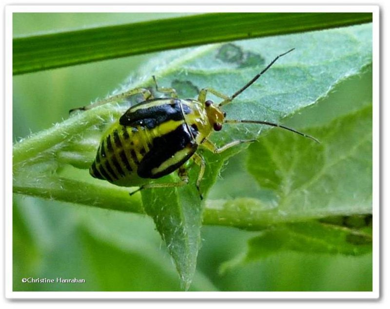 Plant bug, four-lined nymph (Poecilocapsus lineatus)