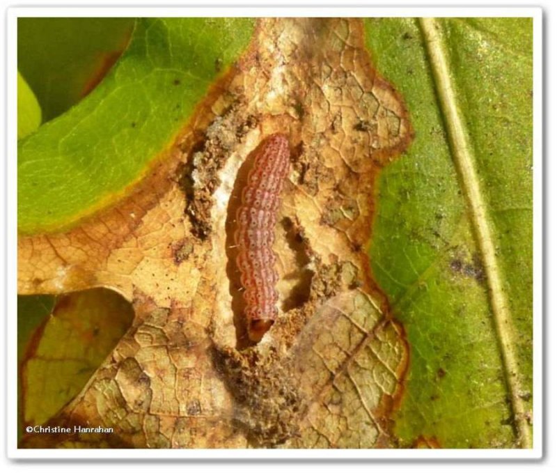 Moth caterpillar