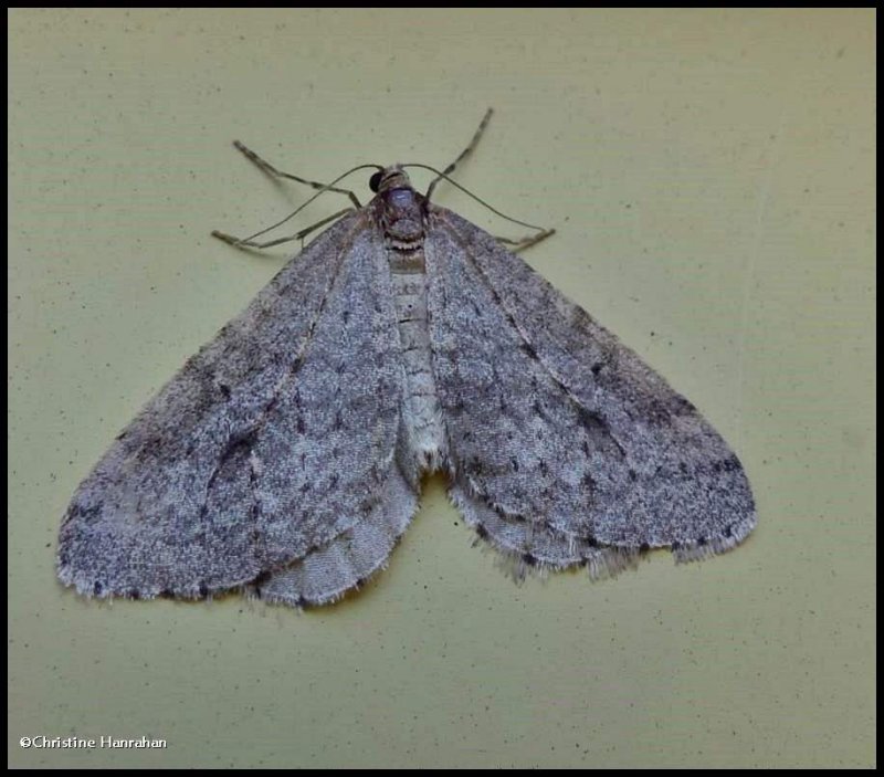 Bruce  spanworm moth (<em>Operophtera bruceata</em>), #7437