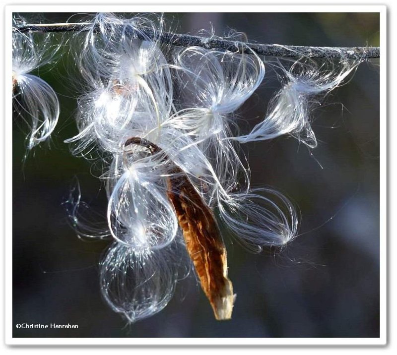 Common milkweed  (Asclepias syriaca)