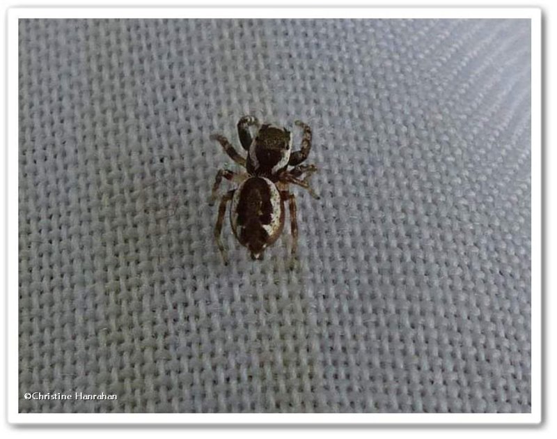 Jumping spider, possibly Pelegrina sp.