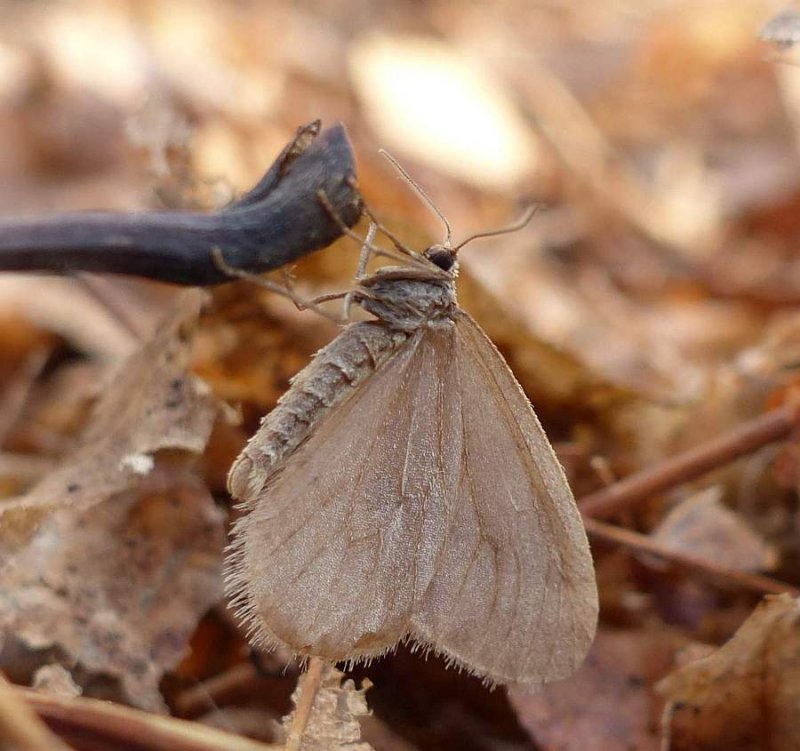 Geometrid moth